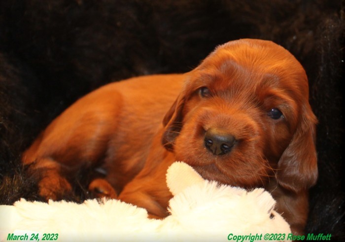 Taffy's Puppies
