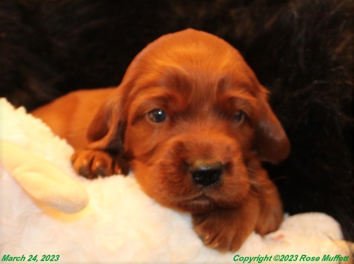 Taffy's Puppies