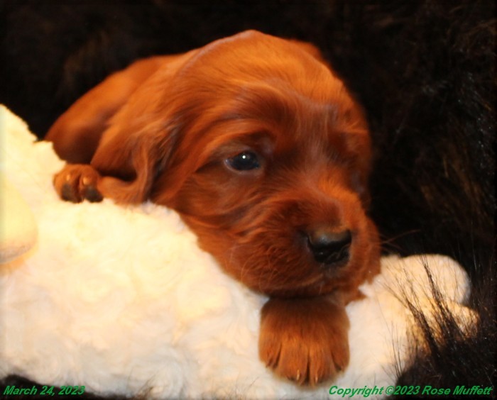 Taffy's Puppies