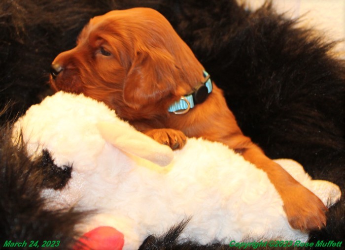 Taffy's Puppies