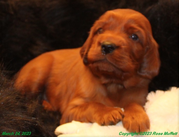 Taffy's Puppies