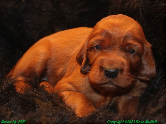 Taffy's Puppies