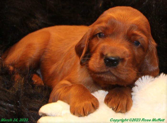 Taffy's Puppies