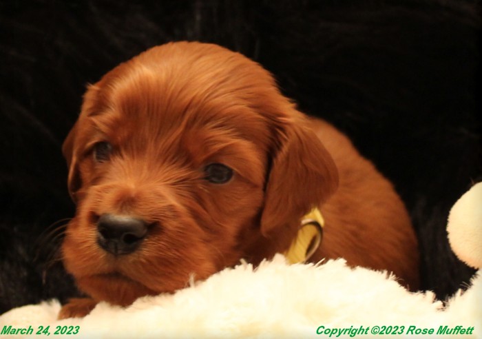 Taffy's Puppies