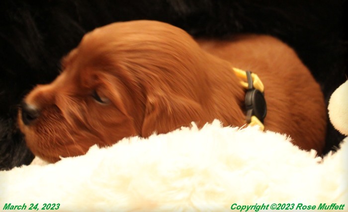 Taffy's Puppies