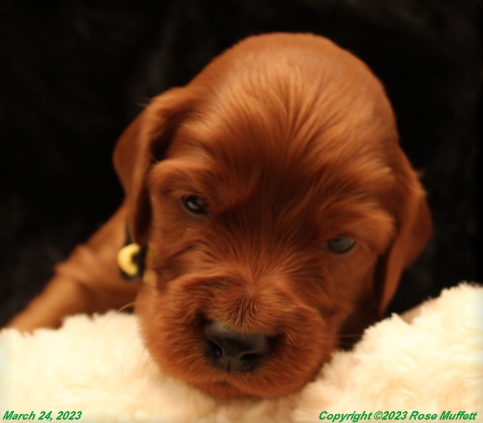 Taffy's Puppies