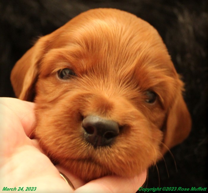 Taffy's Puppies