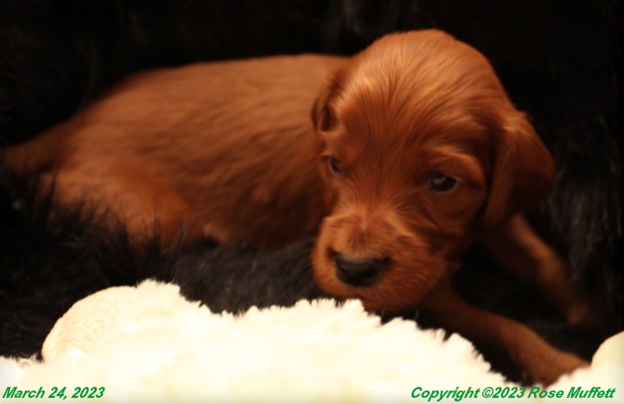 Taffy's Puppies