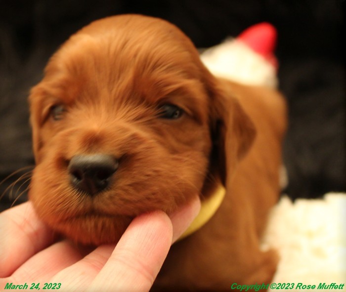 Taffy's Puppies
