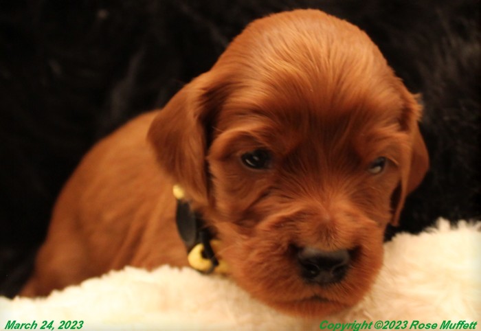 Taffy's Puppies