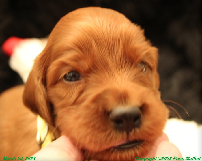 Taffy's Puppies