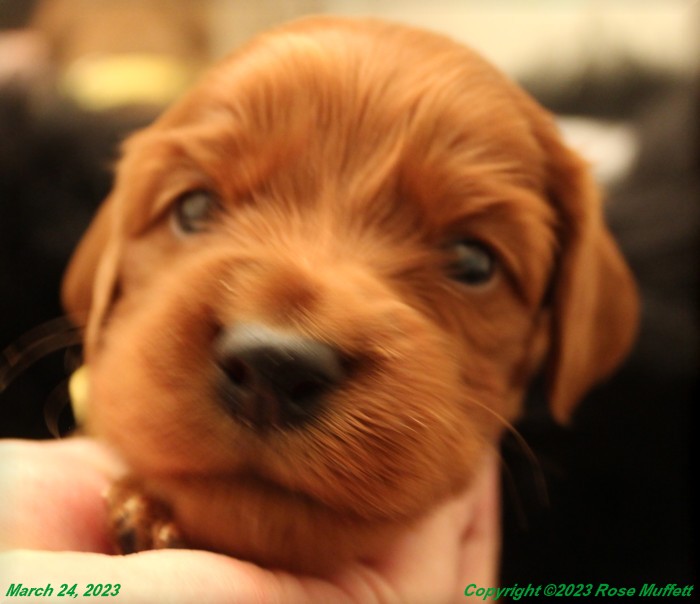 Taffy's Puppies