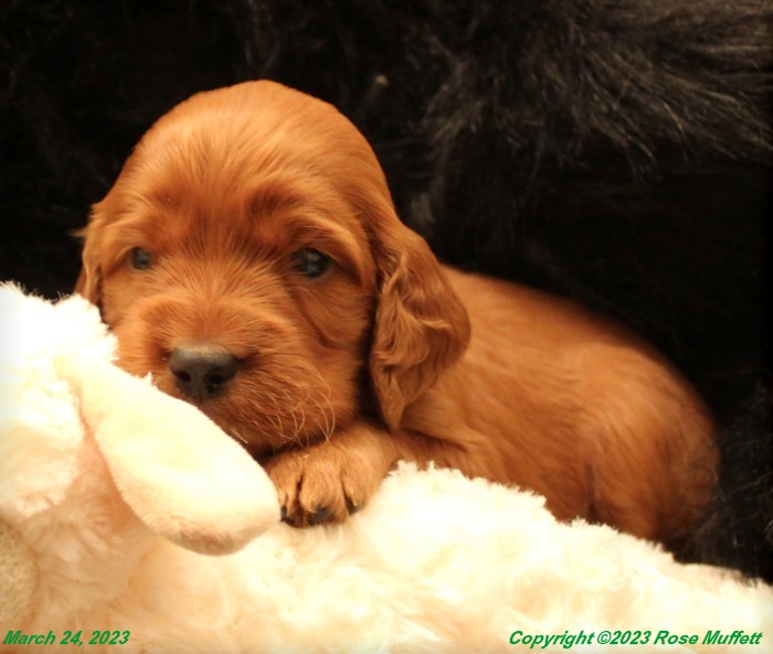Taffy's Puppies