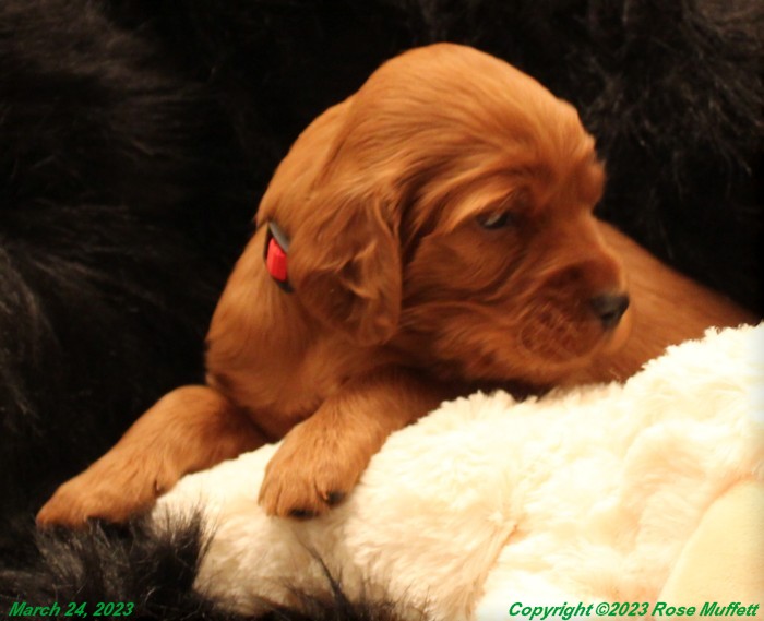 Taffy's Puppies