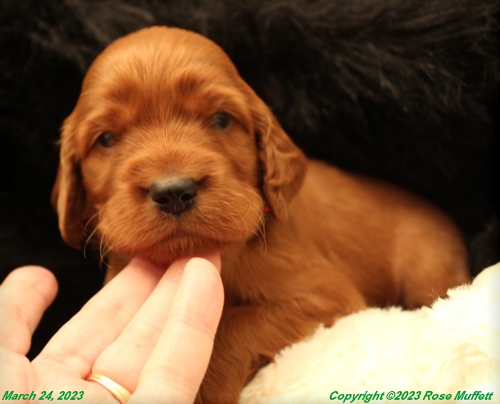 Taffy's Puppies