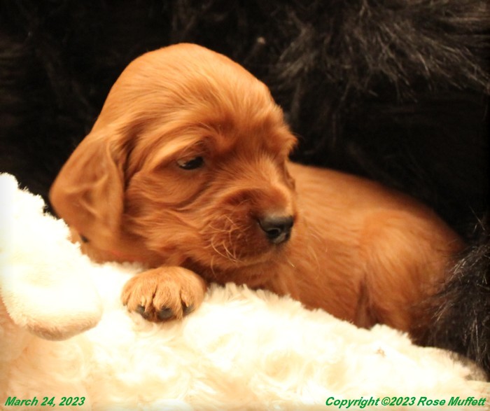 Taffy's Puppies