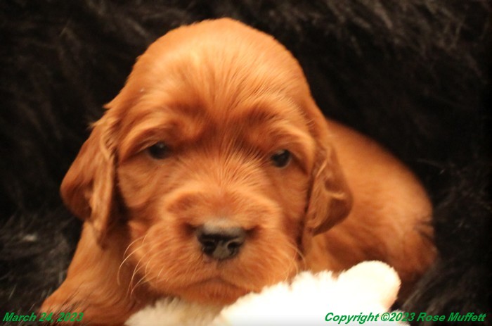 Taffy's Puppies