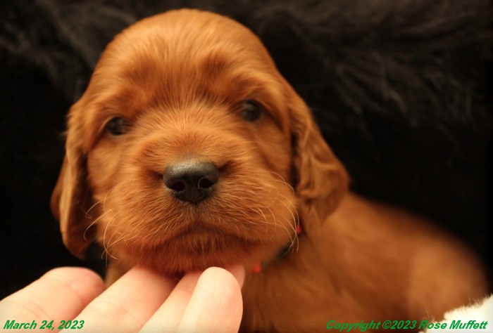 Taffy's Puppies
