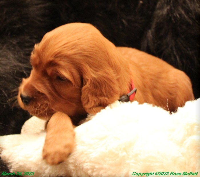 Taffy's Puppies