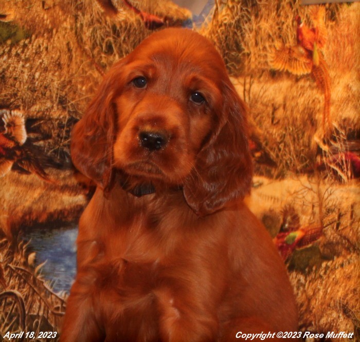 Taffy's Puppies