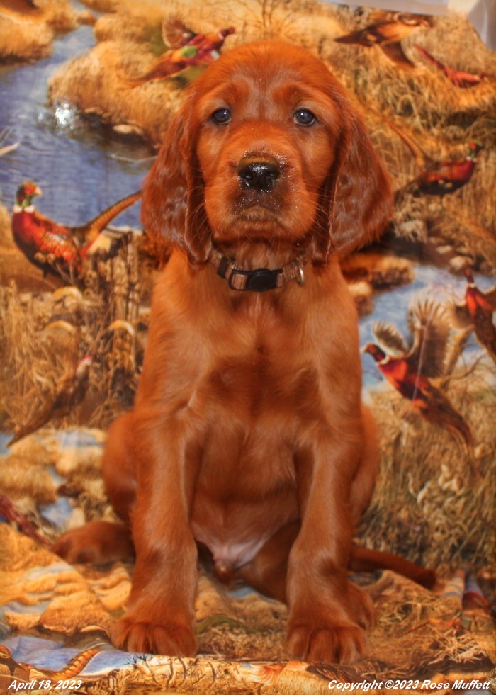 Taffy's Puppies