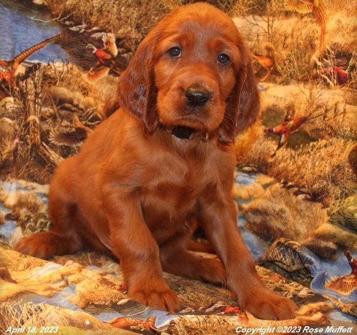 Taffy's Puppies