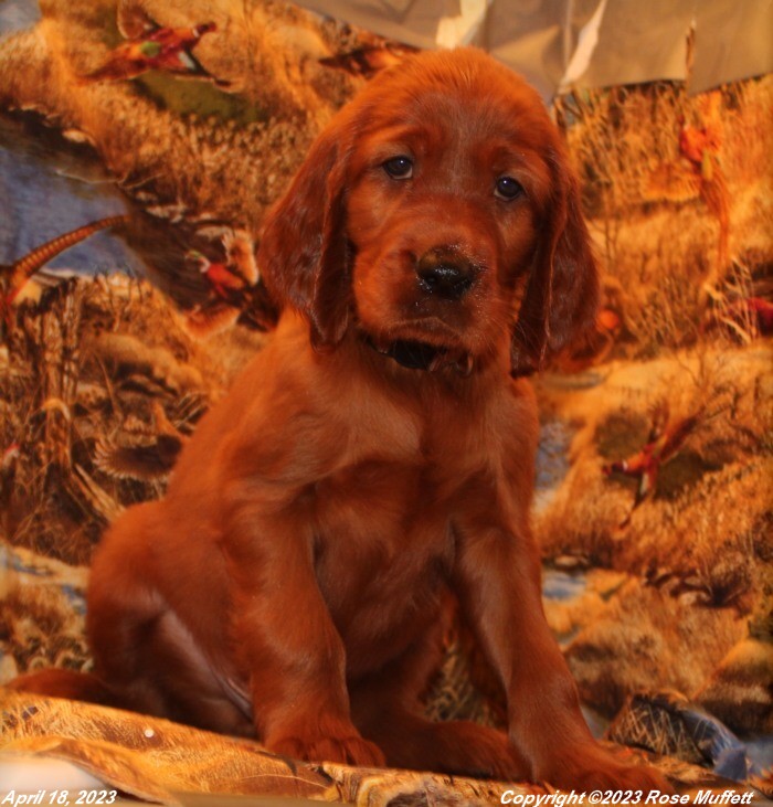 Taffy's Puppies