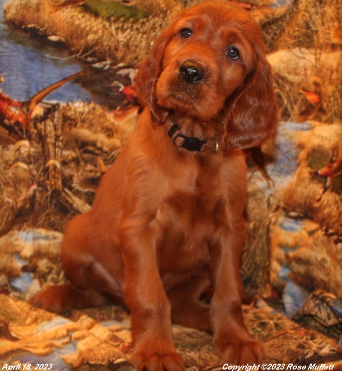 Taffy's Puppies