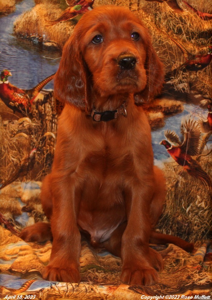 Taffy's Puppies