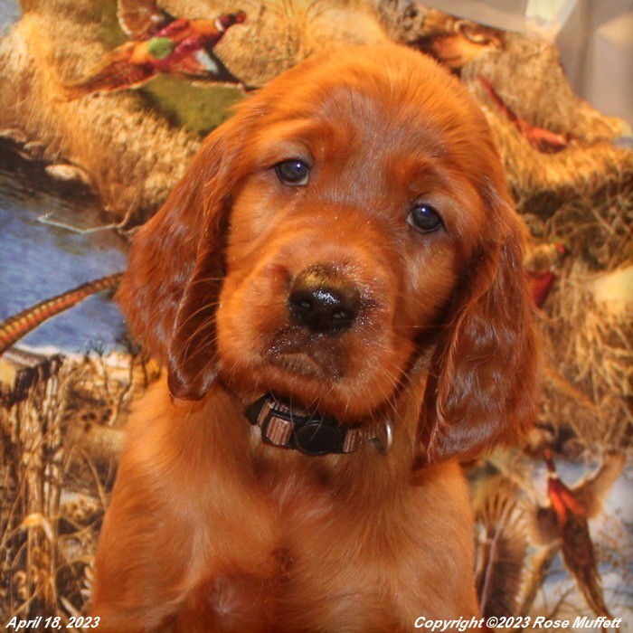 Taffy's Puppies