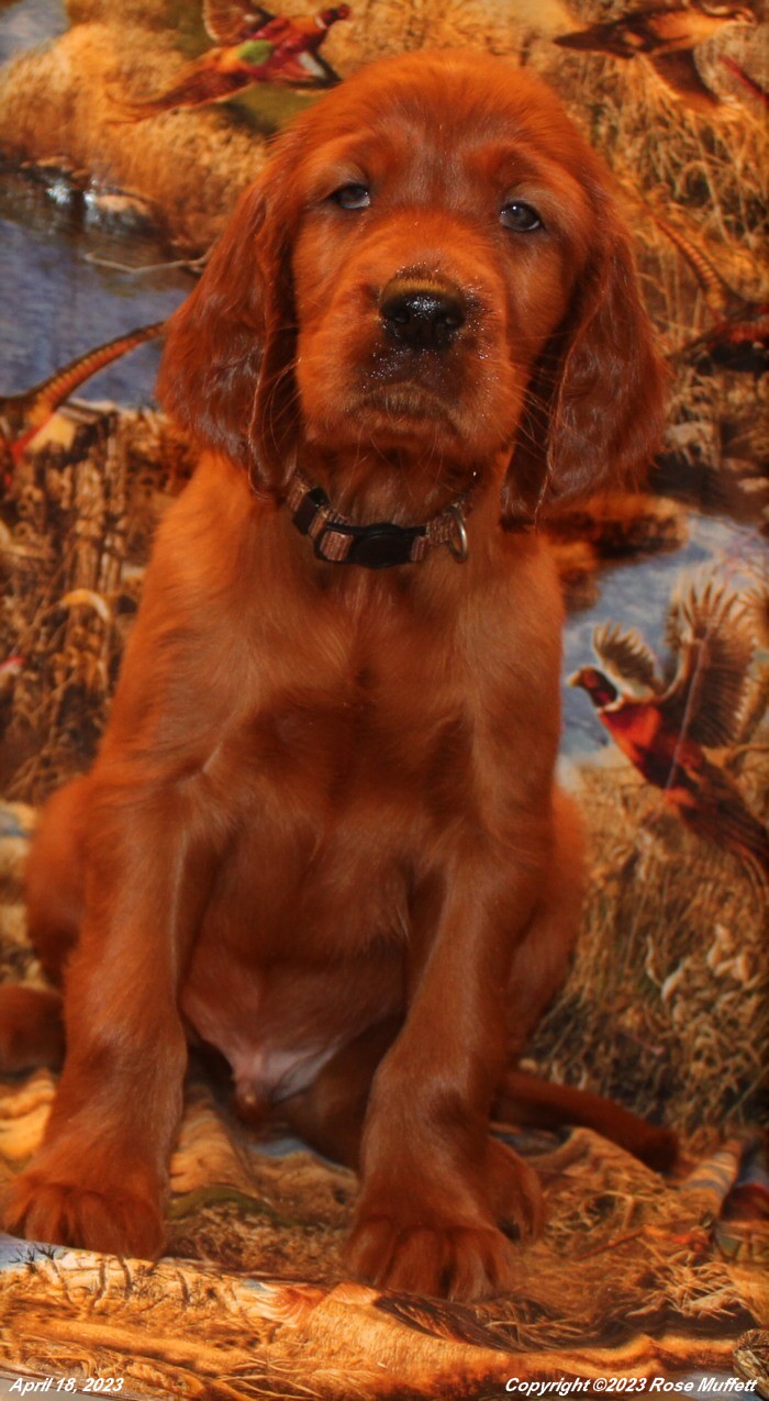 Taffy's Puppies