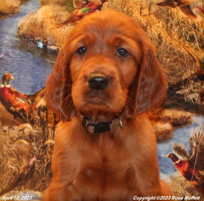 Taffy's Puppies