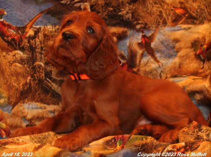 Taffy's Puppies