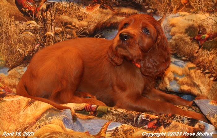 Taffy's Puppies