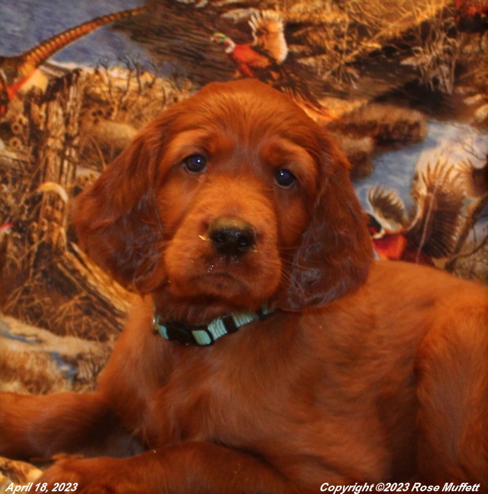 Taffy's Puppies