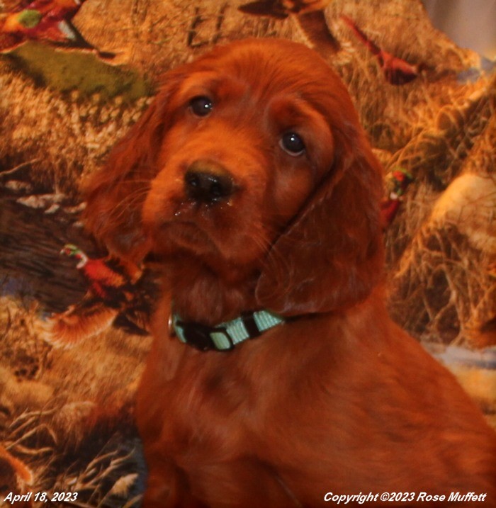 Taffy's Puppies