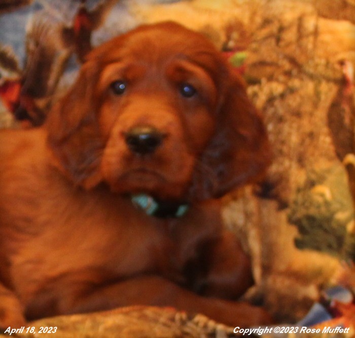 Taffy's Puppies