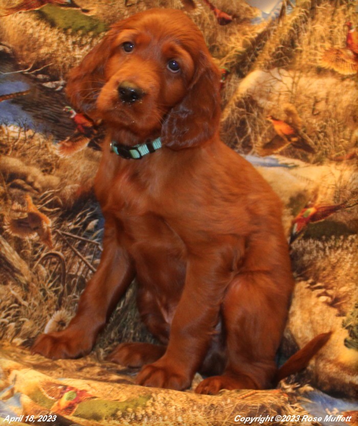 Taffy's Puppies