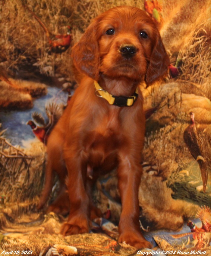 Taffy's Puppies