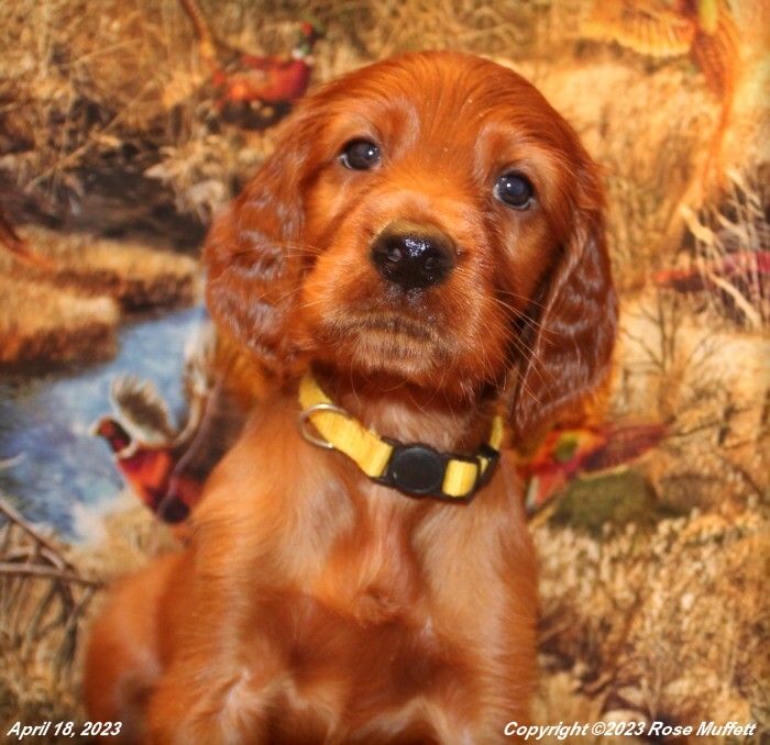 Taffy's Puppies