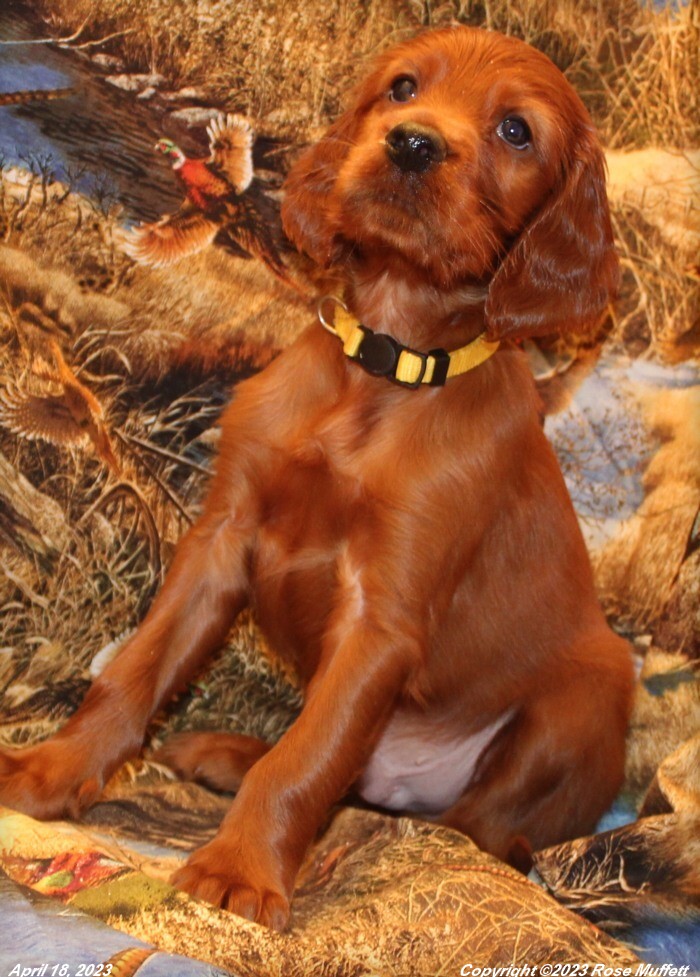 Taffy's Puppies