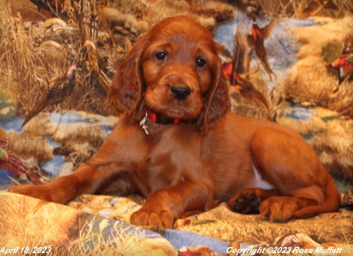 Taffy's Puppies