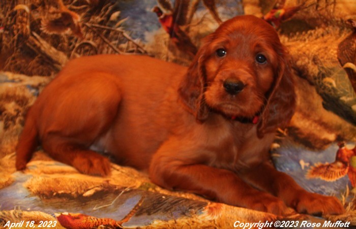 Taffy's Puppies