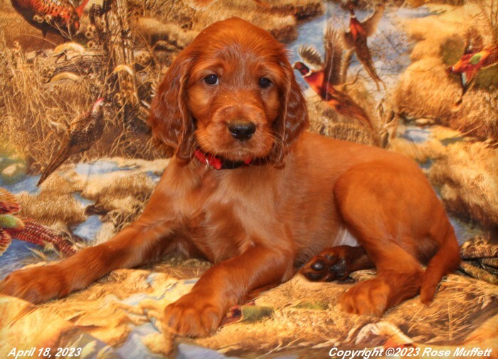 Taffy's Puppies