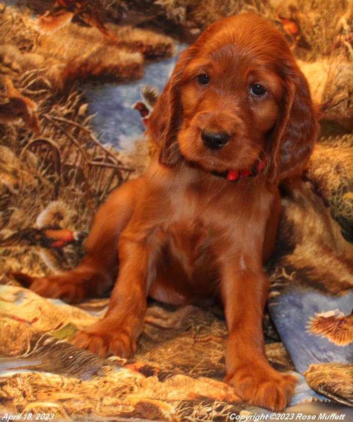 Taffy's Puppies