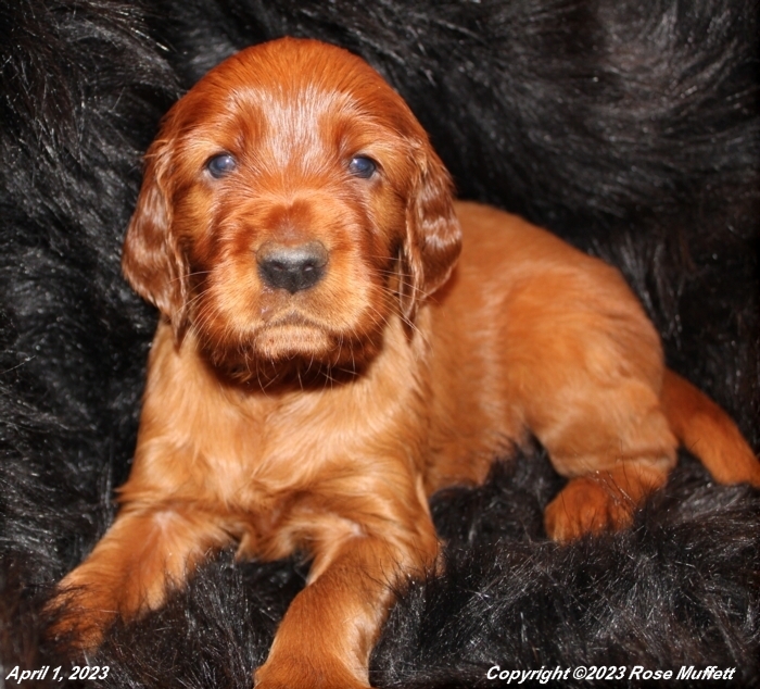 Taffy's Puppies
