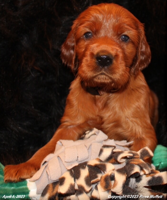 Taffy's Puppies