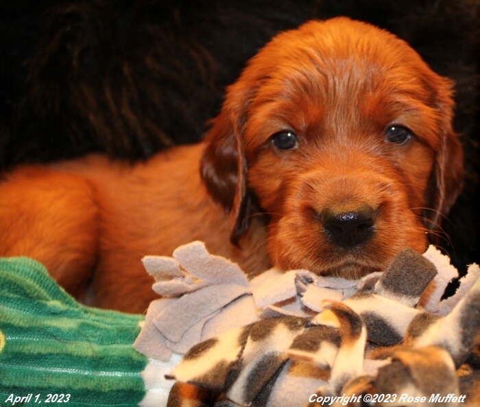 Taffy's Puppies