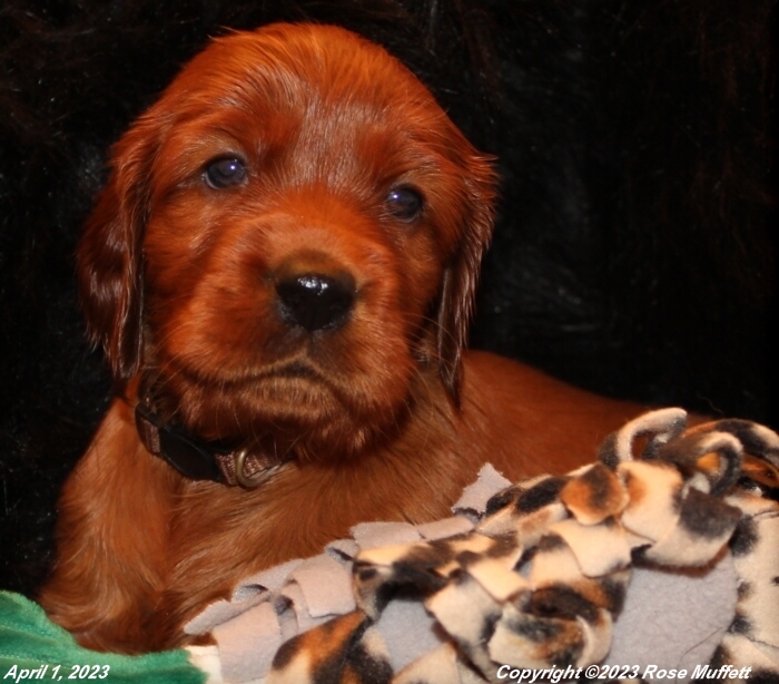 Taffy's Puppies