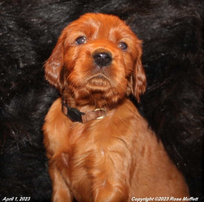 Taffy's Puppies